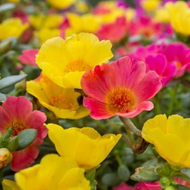 portulaka_rav