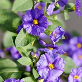 solanum